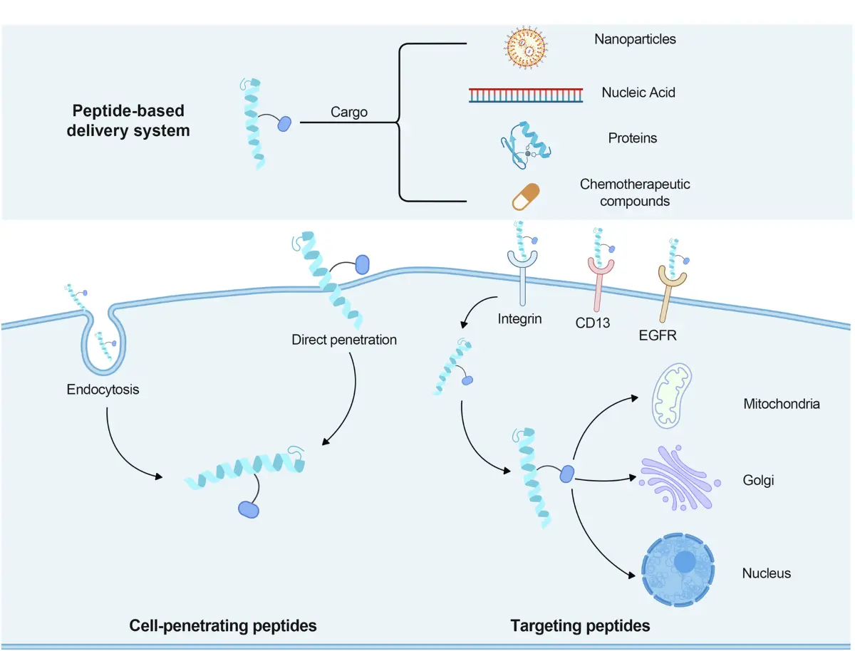 Peptide-baseddeliverysystemsfortargetedmolecularengineering.